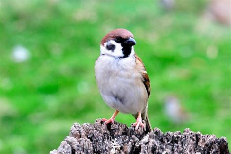 麻雀築巢原因|【麻雀祕密】麻雀真的變少了？「害鳥」其實是誤會？成群結隊卻。